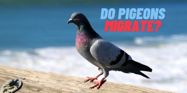Do pigeons migrate