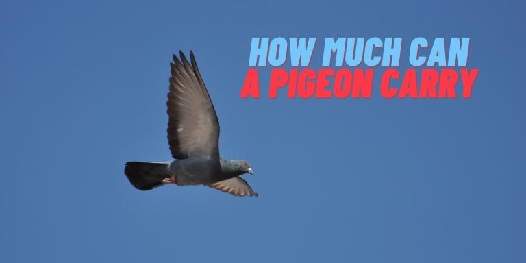 How Much Can a pigeon carry