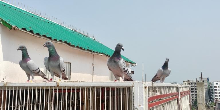 Massanger pigeon on the rooftop