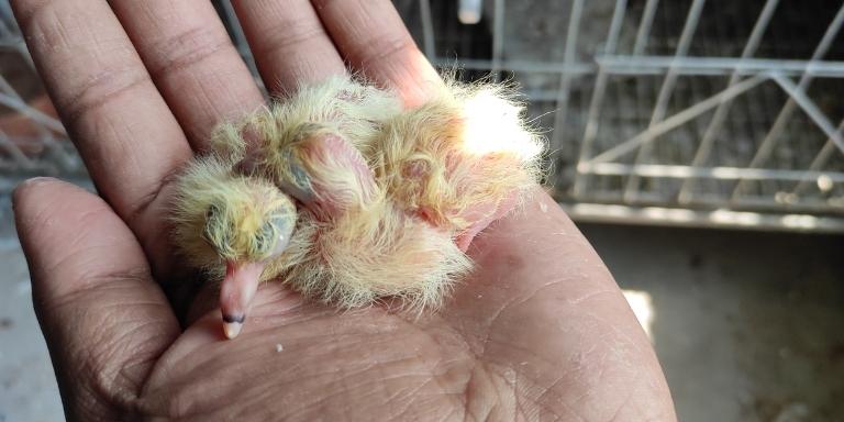 Newborn pigeon