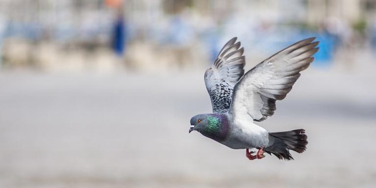 Pigeon flies above the road