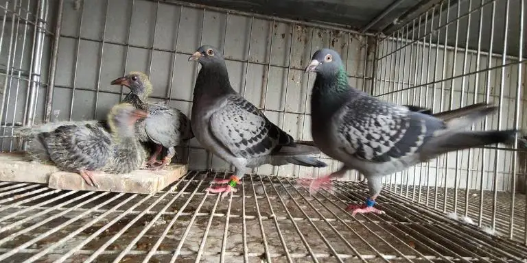Two baby pigeons with parents