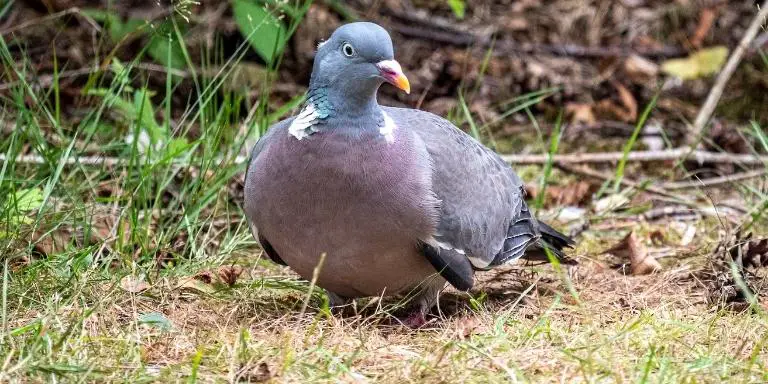 wood pigeons do movement during autumn