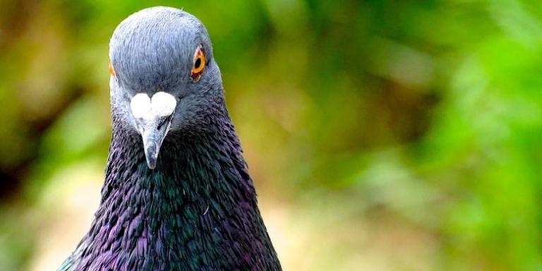 A close view of pigeon beak