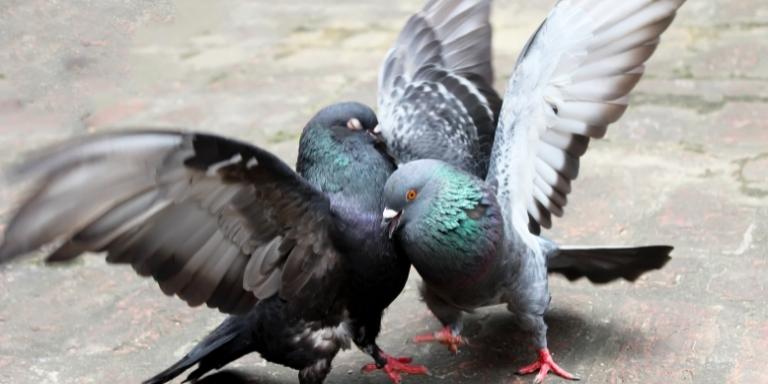 A pair of pigeons fighting on the ground