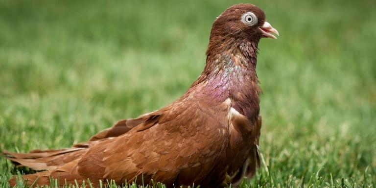 Birmingham roller pigeon