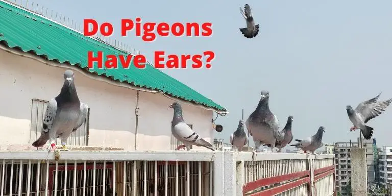 Do Pigeons Have Ears