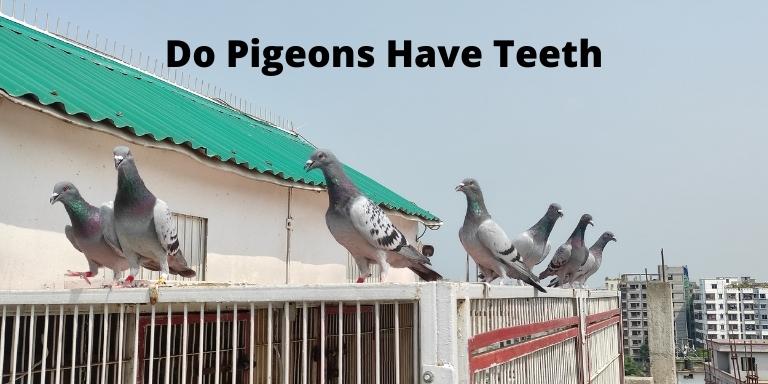 Do Pigeons Have Teeth