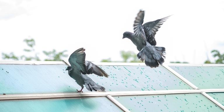 Pigeon fighting on the rooftop