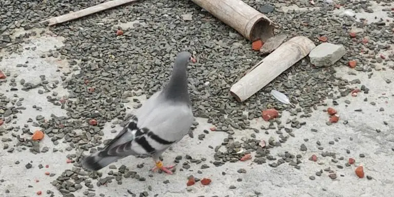 Pigeon has excellent sound hearing capability