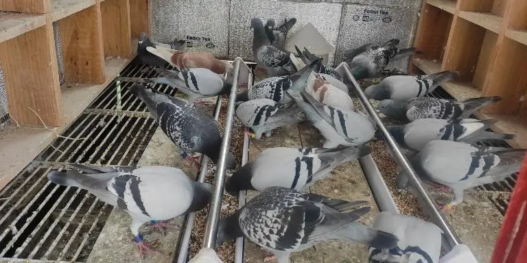 Pigeons are eating food