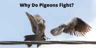 Why Do Pigeons Fight? Top 5 Reasons [2022]