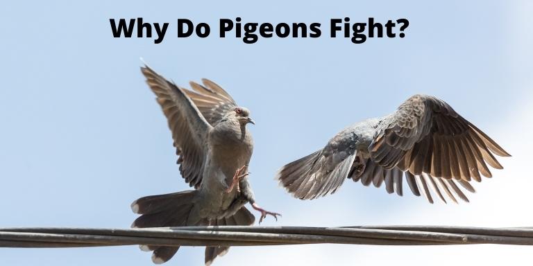 Why Do Pigeons Fight