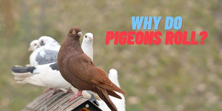 Why do Pigeons Roll