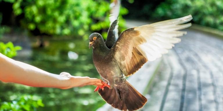 pigeon on human hand