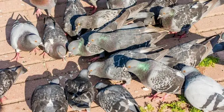 pigeons are fighting for food