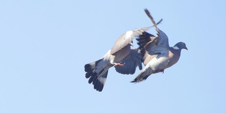 pigeons fighting in the air