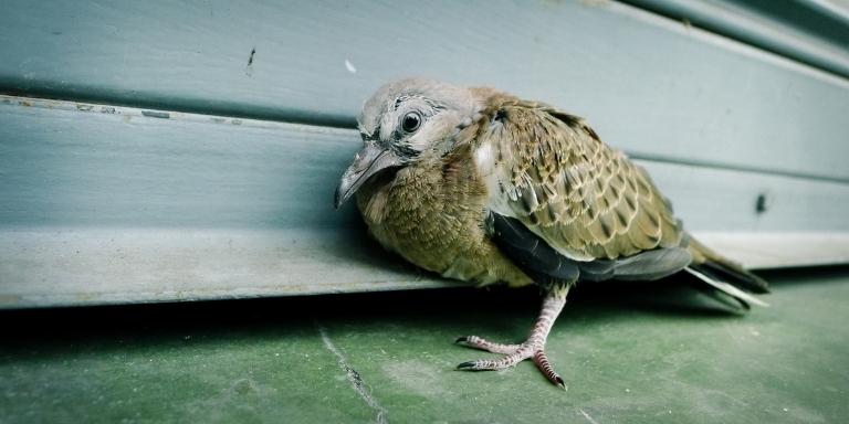 Broken wing injured pigeon