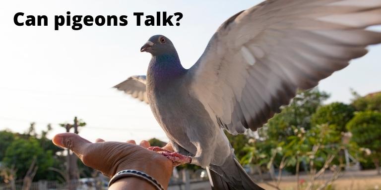 Can pigeons Talk