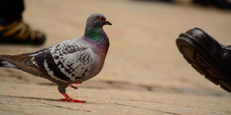 Human and pigeon- Urban walk