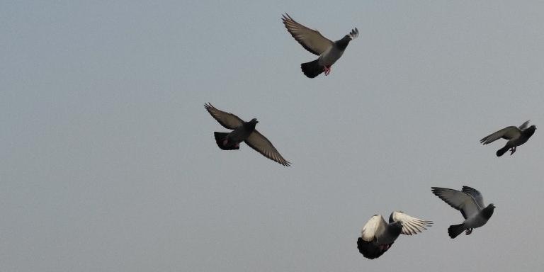 Pigeons are flying in a flock