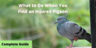 What to Do With an Injured Pigeon? A Complete Guide in 2022