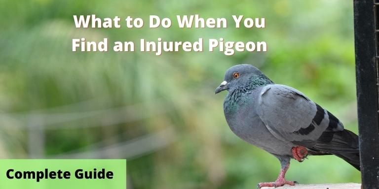 What to Do When You Find an Injured Pigeon