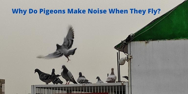 Why Do Pigeons Make Noise When They Fly