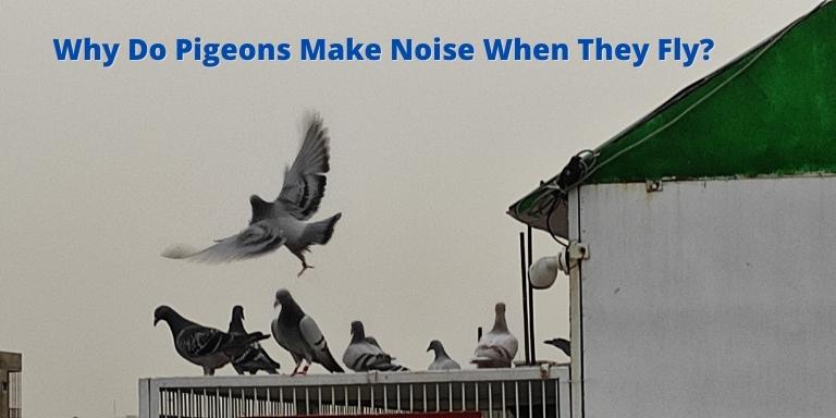 why-do-pigeons-make-noise-when-they-fly