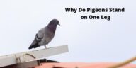 Why Do Pigeons Stand on One Leg? Explained