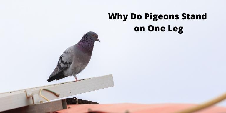 Why Do Pigeons Stand on One Leg