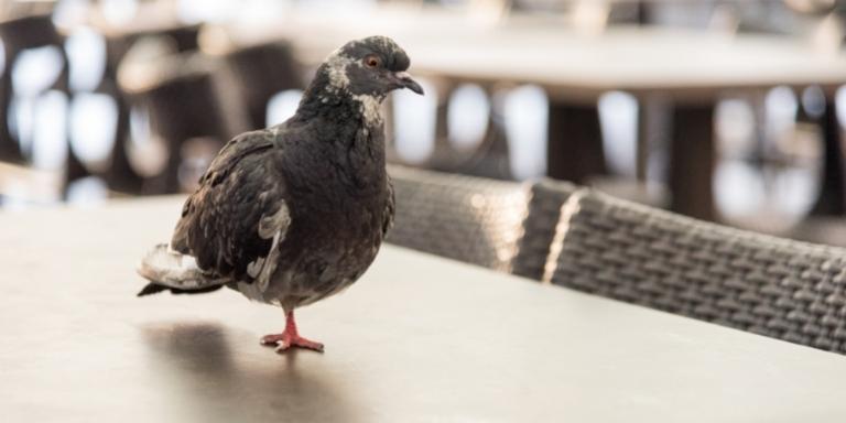 pigeon standing on one leg