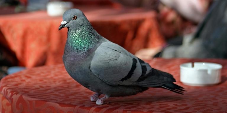 pigeon with injured feet