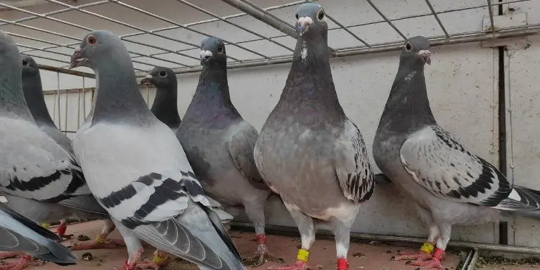 A flock of happy pigeon