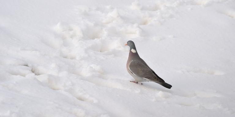 A pigeon is sitting on snow