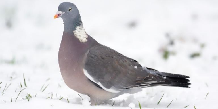 A wood pigeon in winter