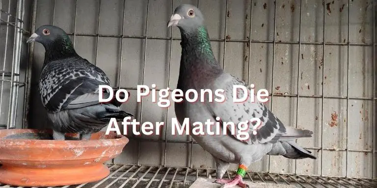 Do Pigeons Die After Mating