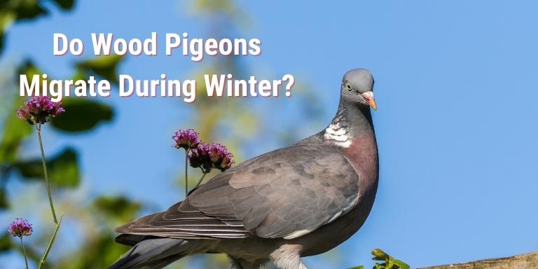 Do Wood Pigeons Migrate