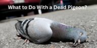 What to Do With a Dead Pigeon? Complete Guide in 2024
