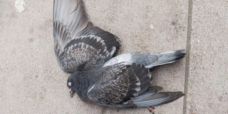 Dead pigeon